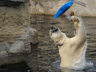 Tierbeschäftigung-Ein Eisbär schmeißt ein Spielzeug in die Luft