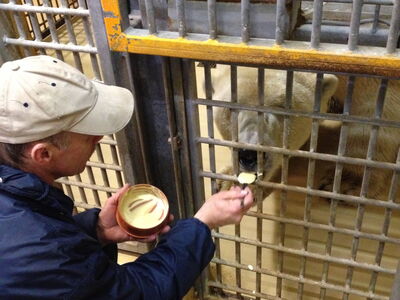 Tierpfleger Frank Schlepps sitzt im Innen-Stall der Eisbären vor dem Gitter und füttert den Eisbären mit Mayonnaise, die eine Wurmkur enthält