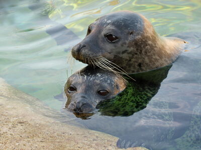 Zwei Seehunde, dei im Wasser schwimmen