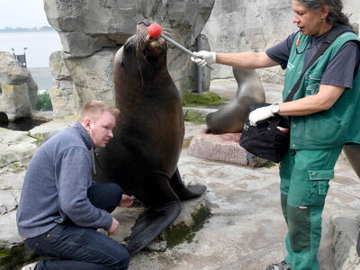 Tierarzt Bastian untersucht einen Seelöwen während Tierpflegerin Carmen ihn mit dem Target motiviert an Ort und Stelle zu bleiben