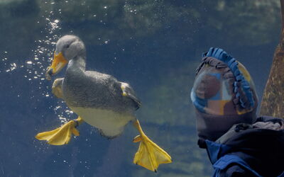 Einmalige Unterwassereinsichten bei den Eiderenten Dank der täglichen Filterung