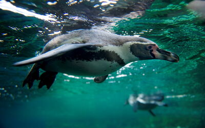 Beobachtungen der Pinguine unter Wasser