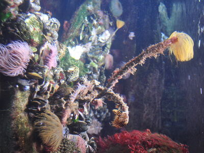 Becken 4, Helgoländer Hummer vergesellschaftet mit niederen Tieren