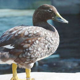 Magellan-Dampfschiffente an Land