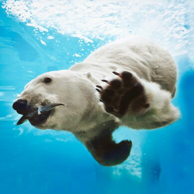 Eisbär taucht
