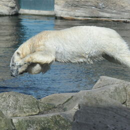 Eisbär springt einem Spielzeug hinter her ins Wasser