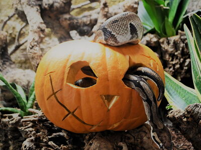 Die Königspython ist in einem ausgehöhltem Kürbis und schlängelt sich durch die reingeschnitzen Öffnungen