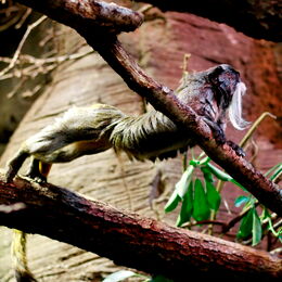 Kaiserschnurrbarttamarine auf einem Baumstamm im Gehege