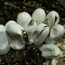 Eier der Ringelnatter-aus einem Ei schlüpft der Nachwuchs