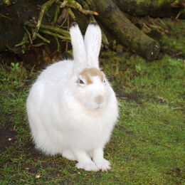 Ein weißer Schneehase auf der Anlage