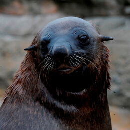 Seebär schaut neugierig in die Kamera