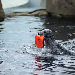 Ein Seehund mit einem Spielzeug im Wasser