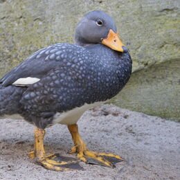 Magellan-Dampfschiffente