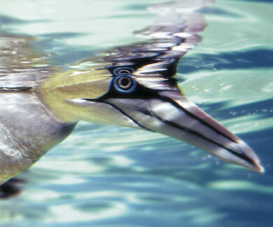 Basstölpel Kopf unter Wasser