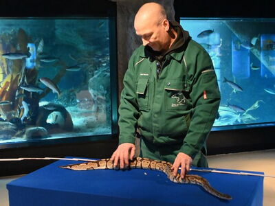 Tierpfleger Olaf Mertes misst die Königspython während der Inventur 2024