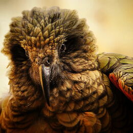 Nah-Ansicht Kea Pinky