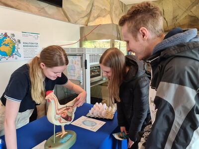 Mitarbeiterin Svea erklärt Besuchenden wie das Ei "in die Henne" kommt