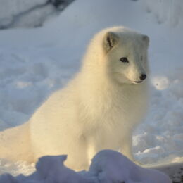 Weißer Polarfuchs im Schnee