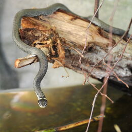 Ringelnatternachwuchs am Baumstamm