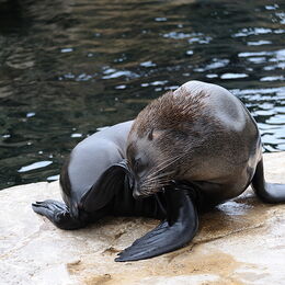 Ein Seebär kommt gerade aus dem Wasser und kratzt sich