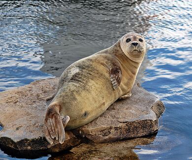 Ein Seehund liegt auf der Fels-Insel mitten im Wasser
