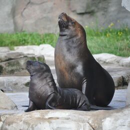 Seelöwen Babbie und Manni auf der Außenanlage