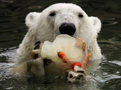 Eisbär im Wasser mit einer Eistorte
