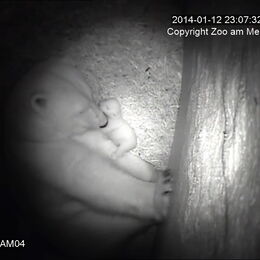 Eisbärin Valeska mit ihrem Eisbären-Baby in der Wurfbox, wenige Wochen nach der Geburt