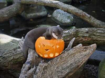 Ein Otter angelt sich Fisch aus einem ausgehöhltem Kürbis