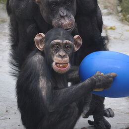 Schimpansin und Kind beim Spielen mit einem blauen Spiel-Ball