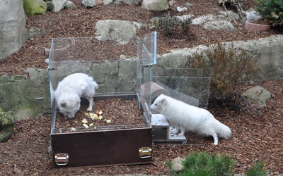 Umgang von Polarfüchsen mit verschiedenen Beschäftigungsmaterialien