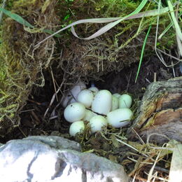 Eiablage von Ringelnattern