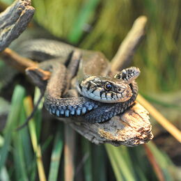 Ringelnatter im Terrarium