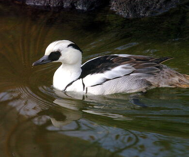 Zwergsäger im Wasser