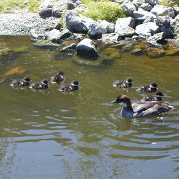 Zwergsäger mit Nachwuchs