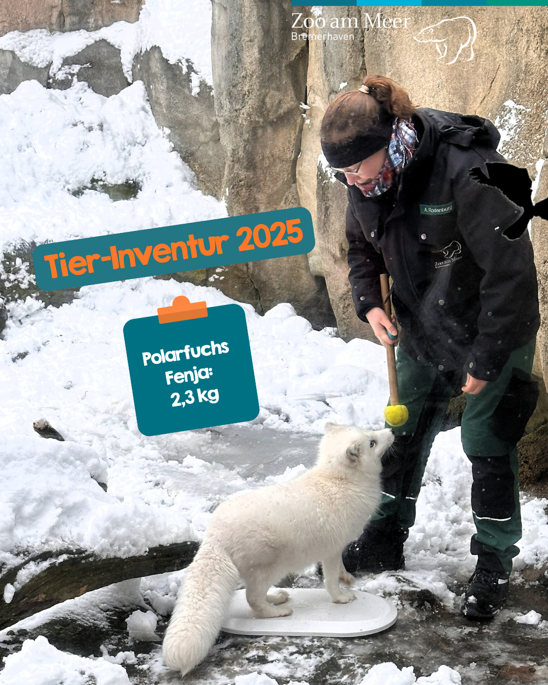 Tier-Inventur 2025: Tierpfelgerin Annika wiegt die Polarfüchse