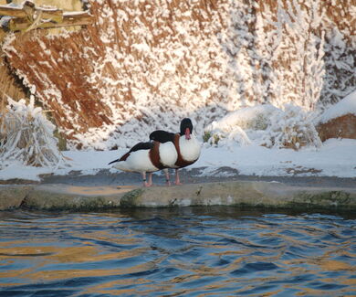 Brandgänse im Winter