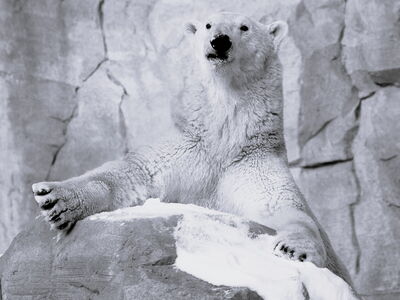 Eisbär Lloyd im Schnee