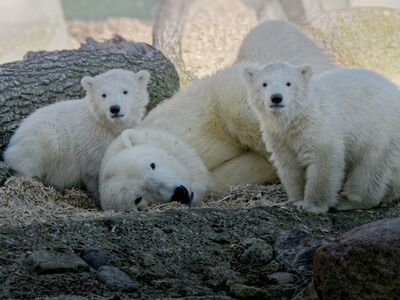 Die kleinen Eisbär-Zwillinge Anna & Elsa mit Mutter Valeska auf der Außenanlage ©Bernd Ohlthaver