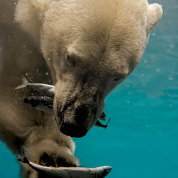 Eisbär unter Wasser mit zwei Fischen im Maul und eine Fisch in der Pfote
