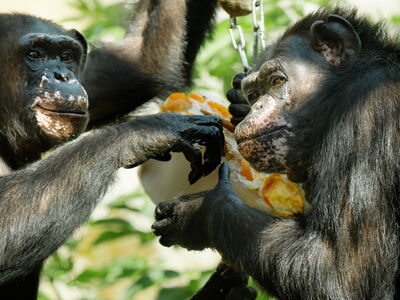 Zwei Schimpansen genießen eine Eistorte mit Leckereien (Bild: Bernd Ohlthaver)