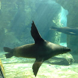 Ansicht: Seebär unter Wasser an der Unterwasser-Scheibe