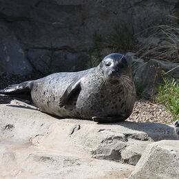 Ein Seehund liegt an Land auf den Felsen in der Sonne