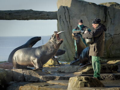 Fütterung der Seelöwen im Zoo am Meer Bremerhaven