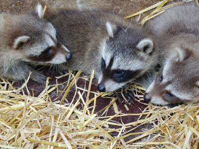 Waschbär Eddy als Jungtier (2006) in der Mitte mit zwei weiteren Waschbären