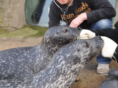Tierarzt Bastian bei der Untersuchung der Robben