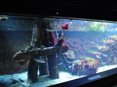 Becken 3, Lebensraum Hafen