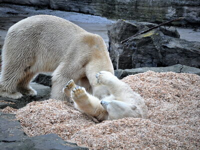 Zwei Eisbären spielen in ihrem neuen Bodengrund, der aus Holzschnitzeln besteht, miteinander