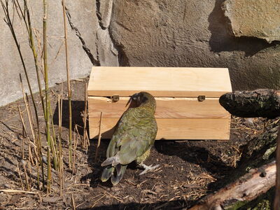Tierbeschäftigung-Keas begutachten neugierig eine Holzkiste