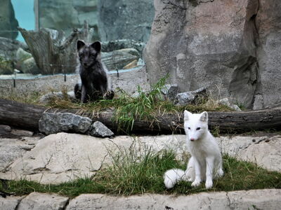 Polarfüchse Fenja und Milan zusammen auf der Außenanlage